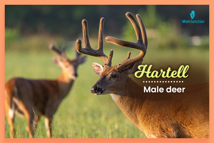 Last names that start with H, Hartell means ‘male deer.’