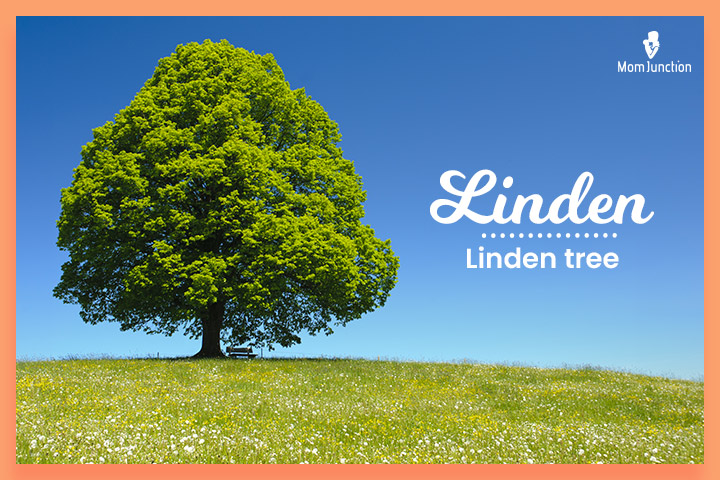 Gender-Neutral Nature Names Linden