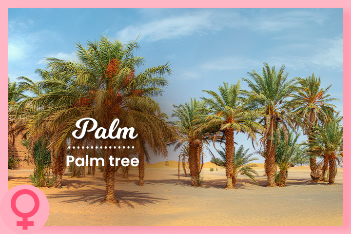 Palm is a desert name