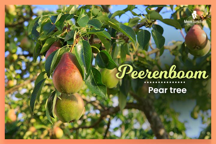 Last names that start with P, Peerenboom meaning ‘pear tree.’