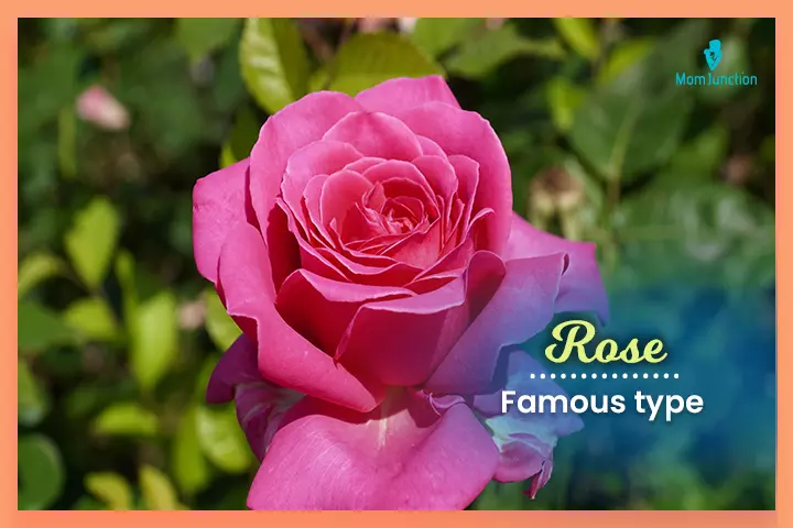 Patriotic baby names, Rose means ‘famous type.’