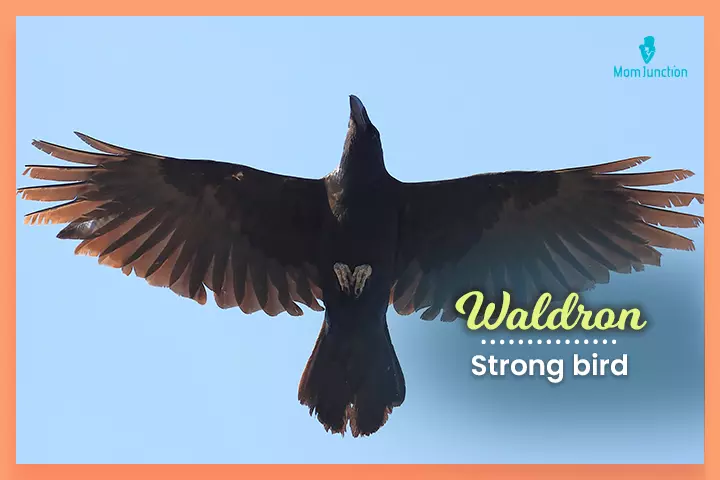 Last names that start with W, Waldron meaning ‘strong bird.’