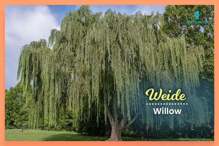 Last names that start with W, Weide meaning ‘willow.’