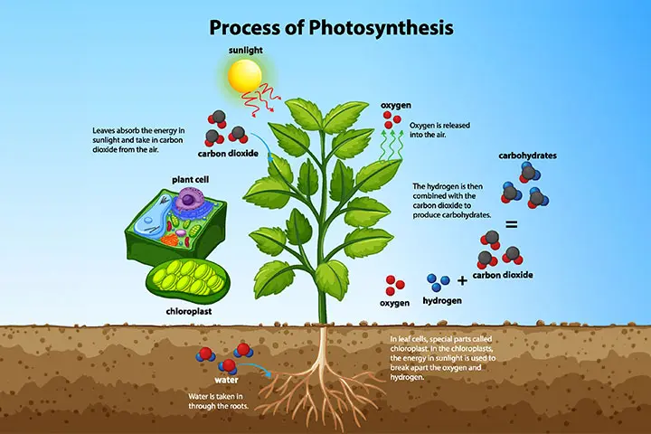 Process Of Photosynthesis