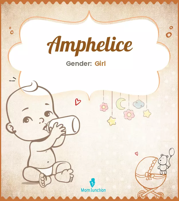 amphelice_image