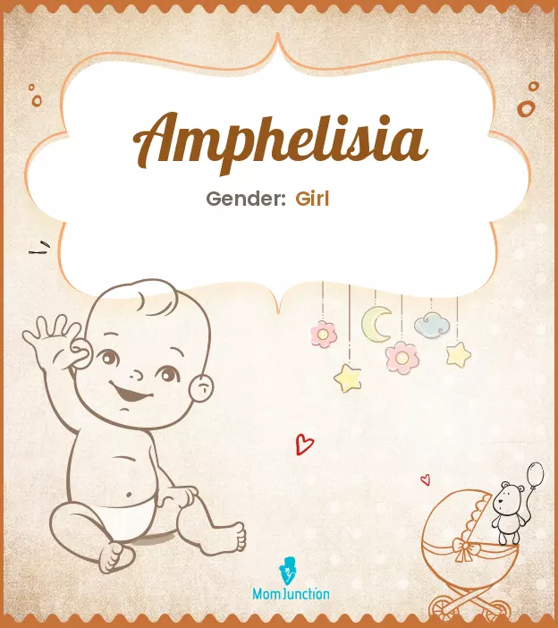 amphelisia_image