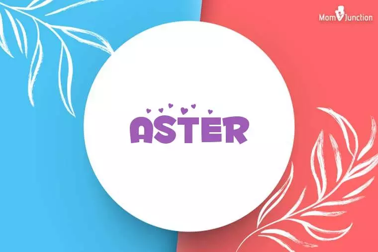 Aster Stylish Wallpaper