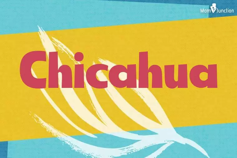 Chicahua Stylish Wallpaper