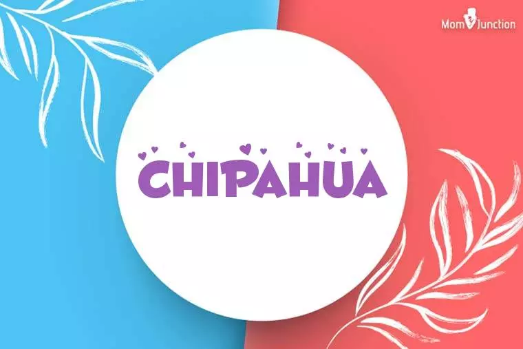Chipahua Stylish Wallpaper