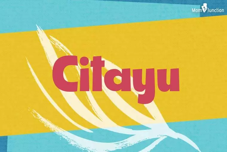 Citayu Stylish Wallpaper