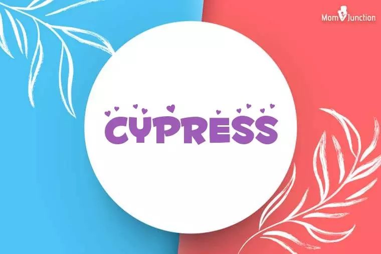 Cypress Stylish Wallpaper