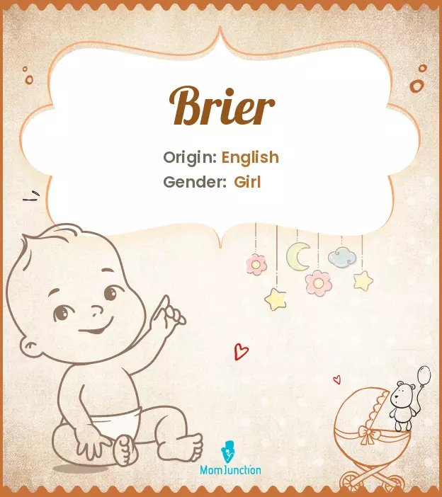 Origin, Meaning & Other Facts About Baby Name Brier | MomJunction