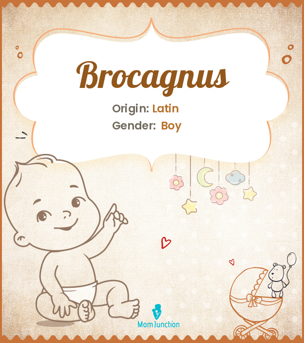 brocagnus