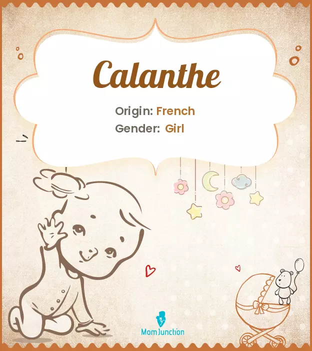 Calanthe: Meaning, Origin, Popularity_image