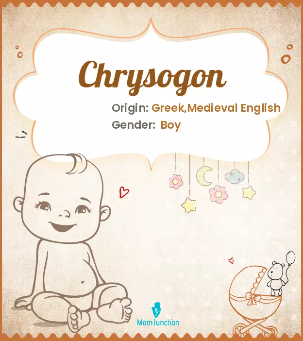 chrysogon_image