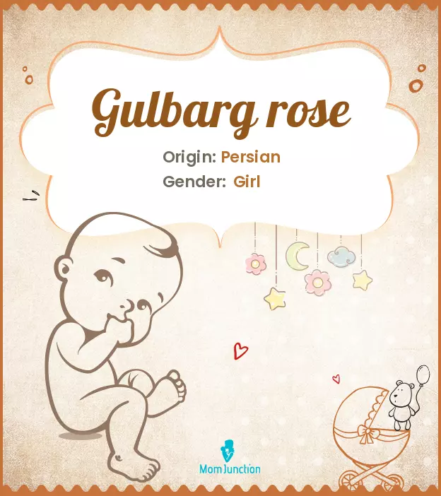 Gulbarg rose_image