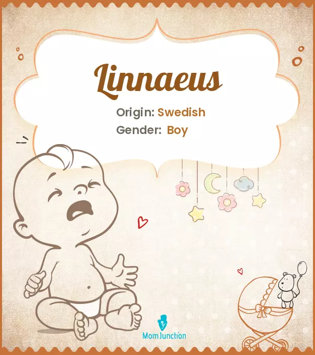 Explore Linnaeus: Meaning, Origin & Popularity | MomJunction