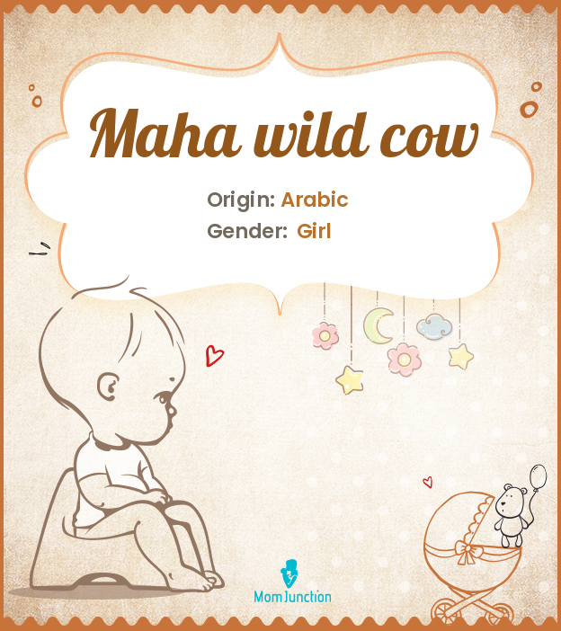 maha wild cow