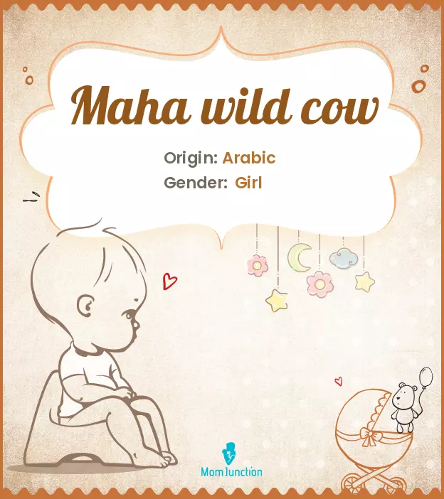 maha wild cow_image