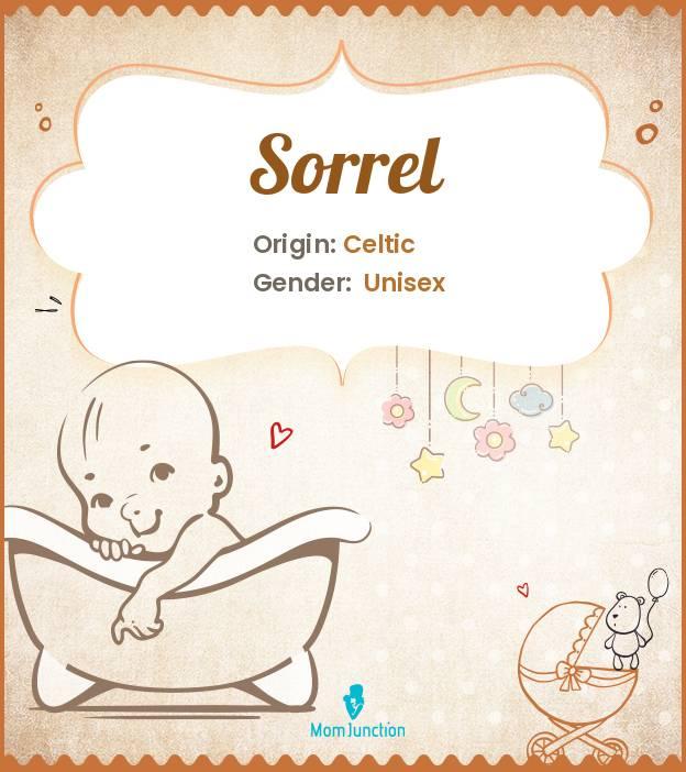 Explore Sorrel: Meaning, Origin & Popularity_image