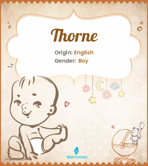 Explore Thorne: Meaning, Origin & Popularity_image