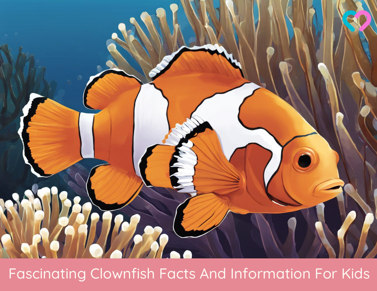 Clownfish Facts For Kids_illustration