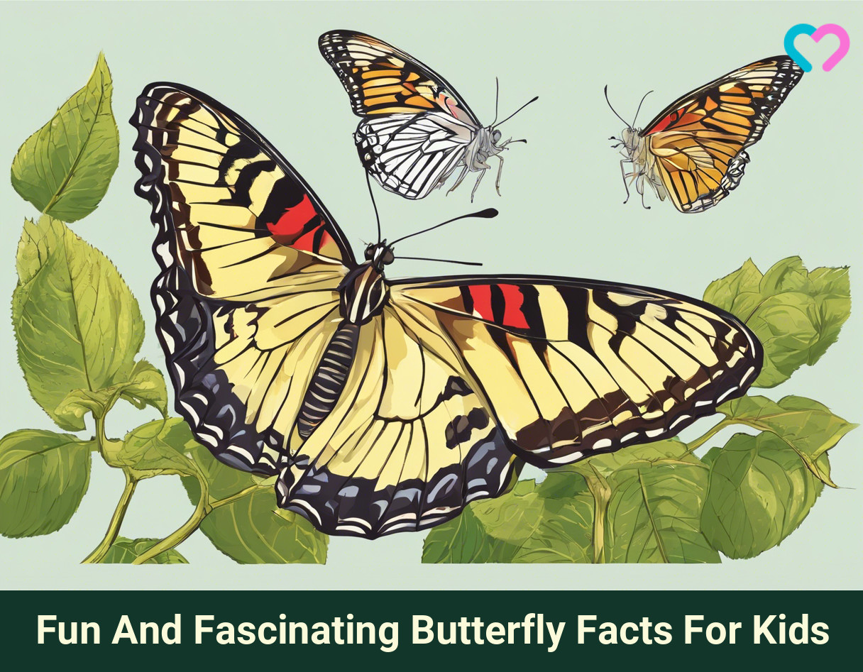 Facts About Butterfly For Kids_illustration