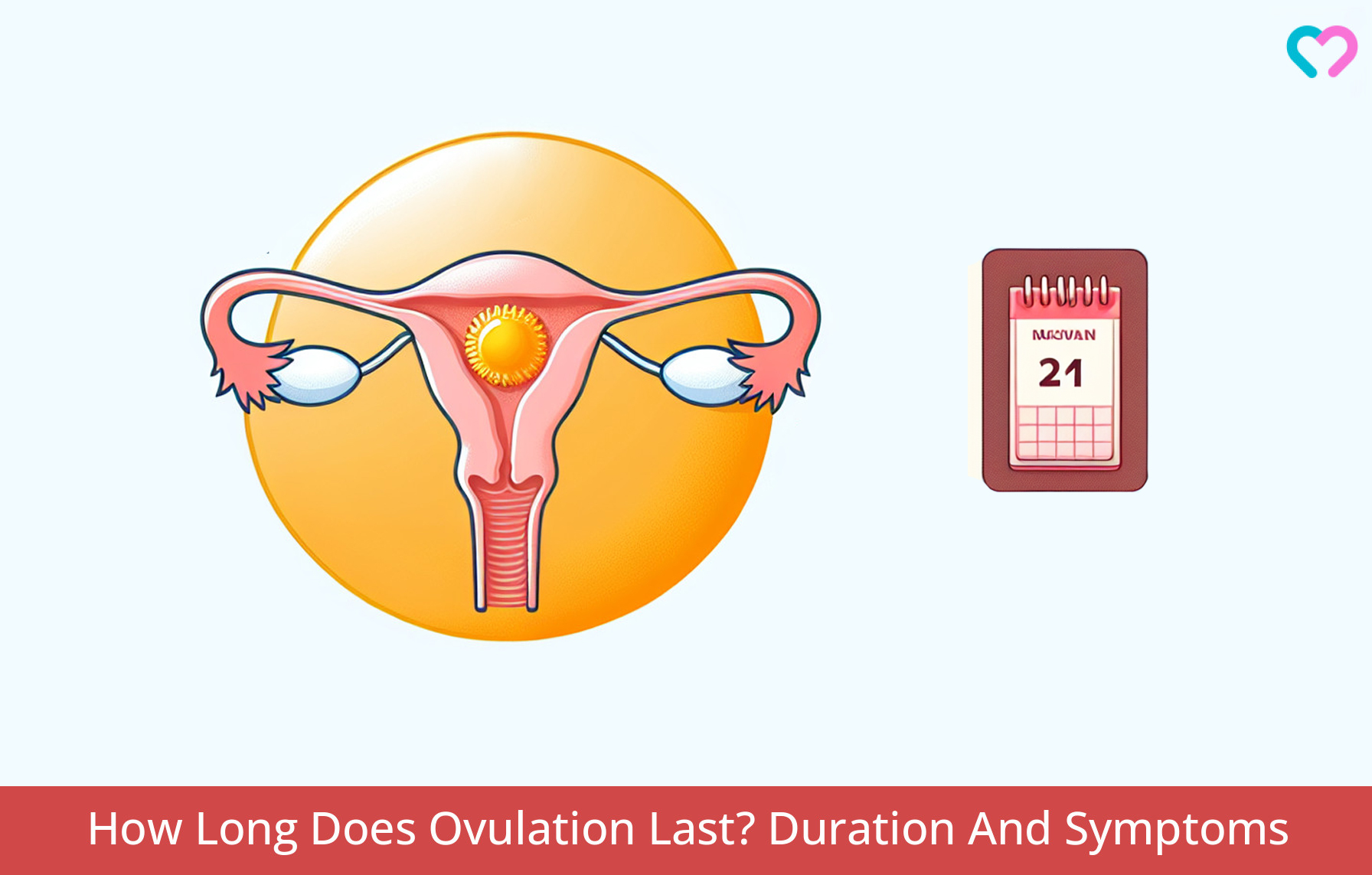 how long does ovulation last_illustration