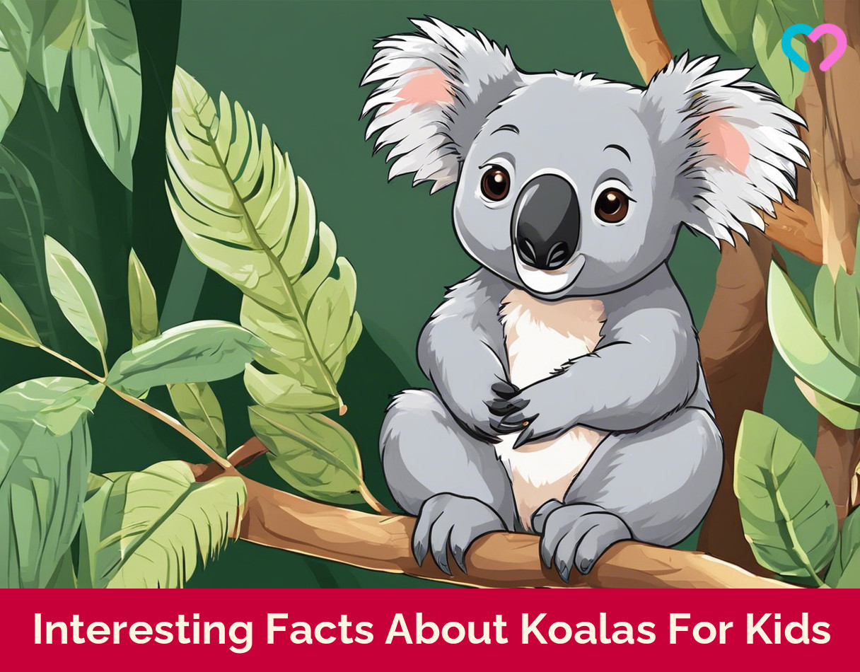 Koalas Facts For Kids_illustration