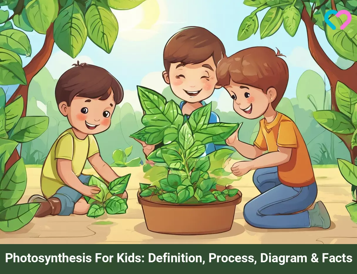 Photosynthesis for kids_illustration