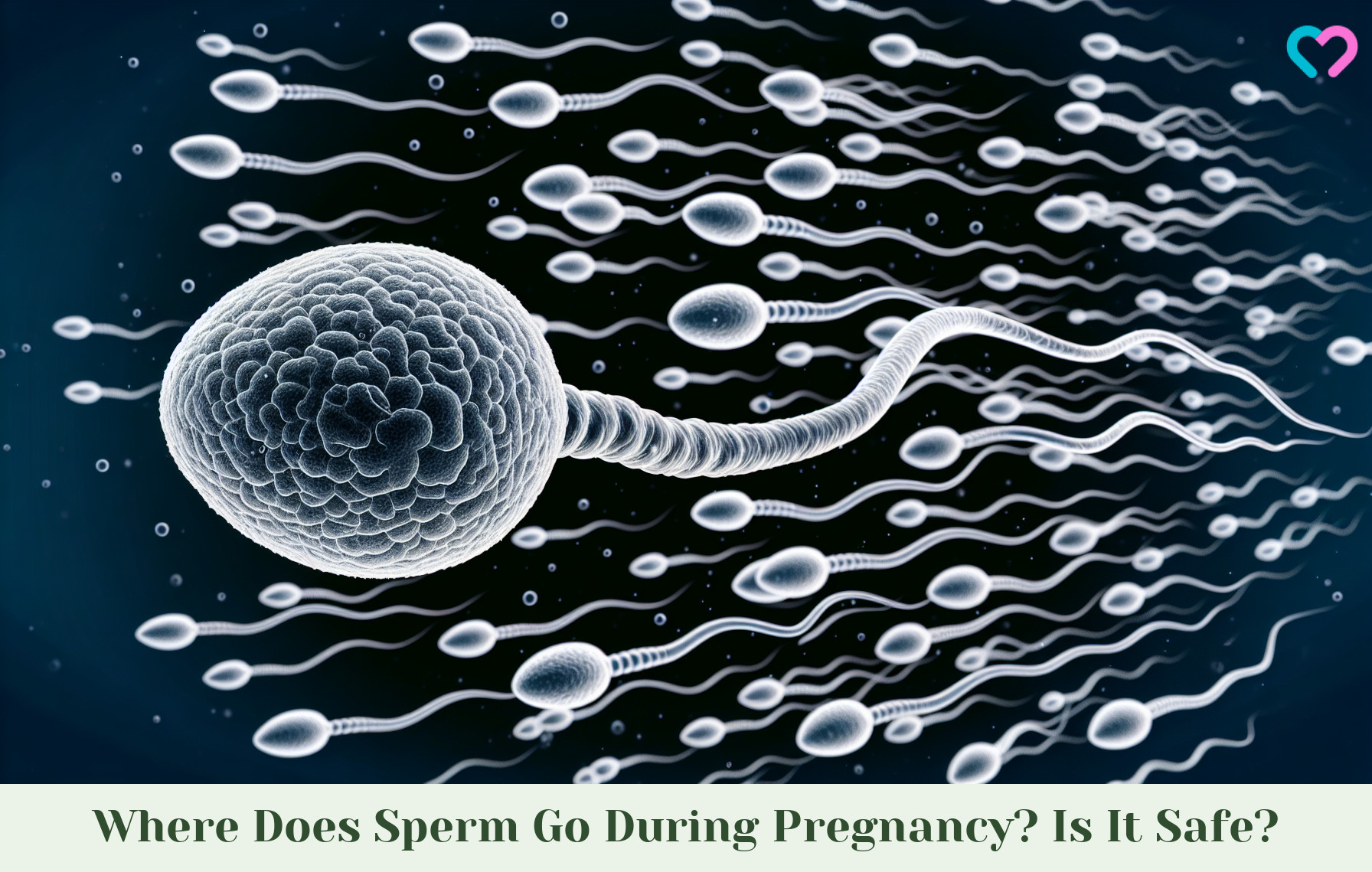 sperm during pregnancy_illustration