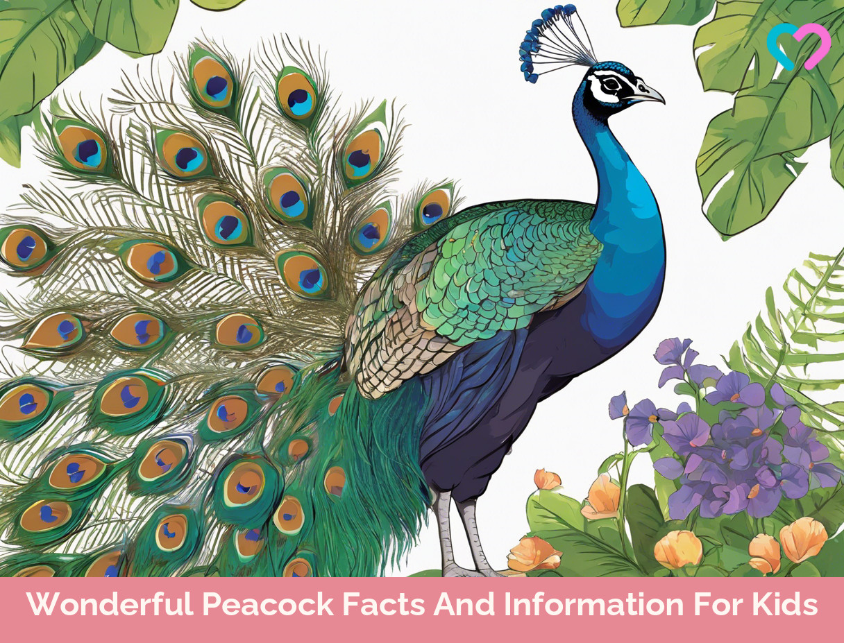 Peacock Facts For Kids_illustration